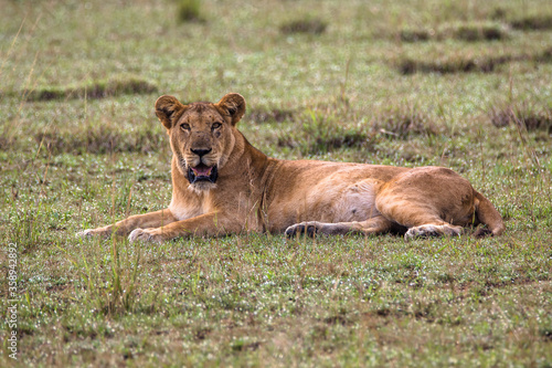 Panthera leo