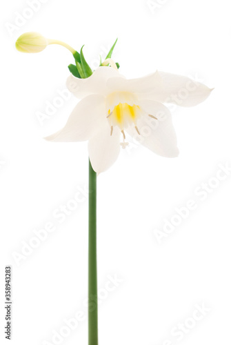 White flower with green leaves.