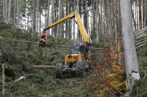 Forest harvester at work - processing spruce forest. Timber harvester. Forestry cutting with a combine harvester. Forestry cutting with special equipment.