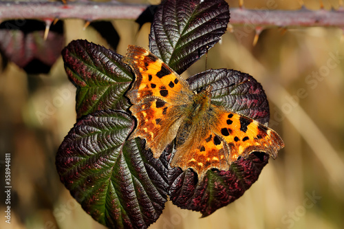 A Comma Butterfly basking on a bramble leaf.