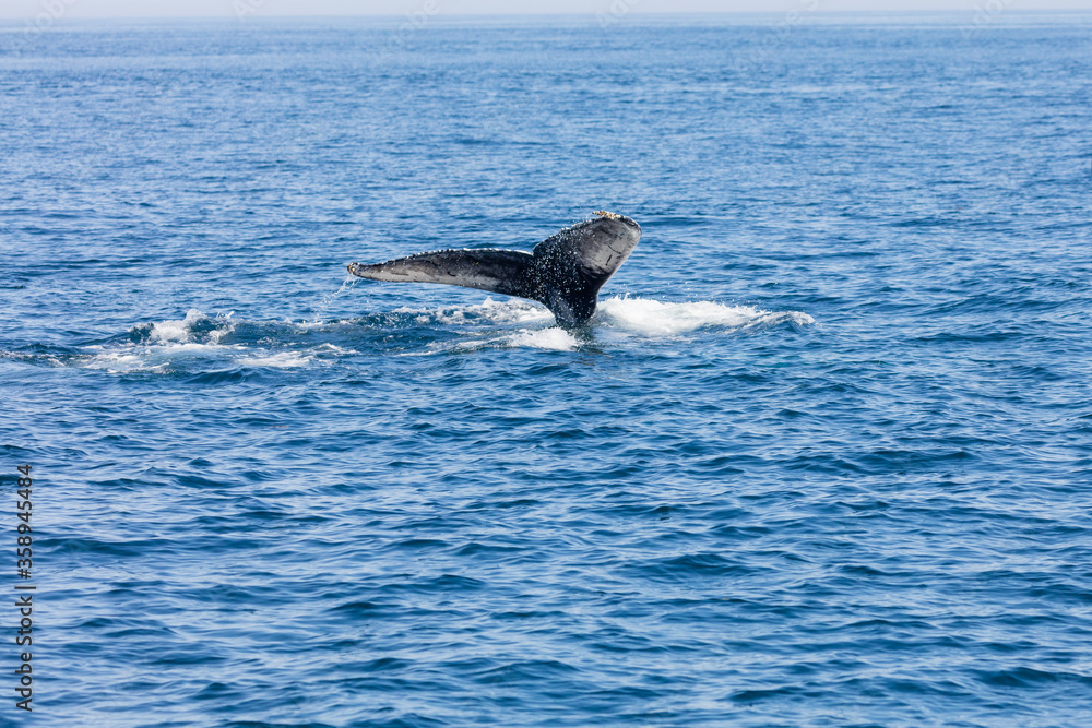 Fototapeta premium Whale, cape cod