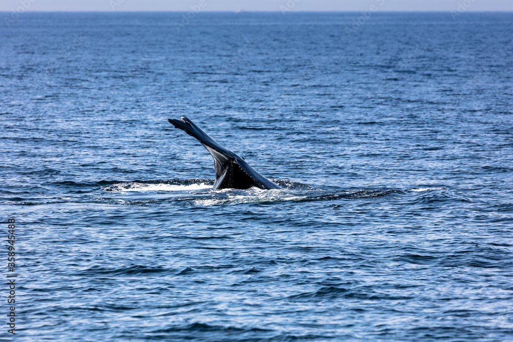 Fototapeta premium Whale, cape cod
