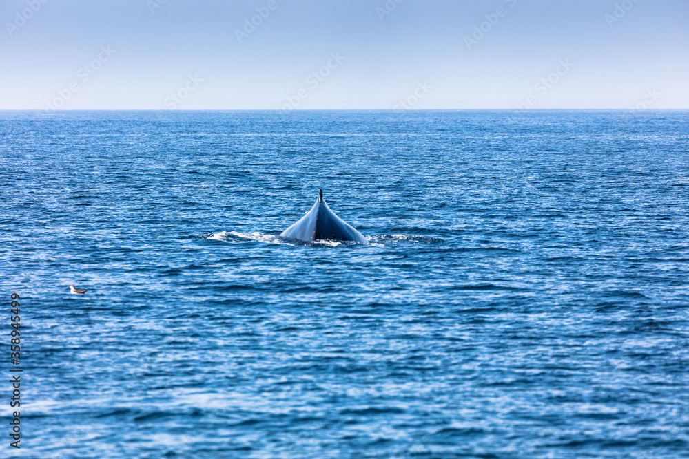 Fototapeta premium Whale, cape cod