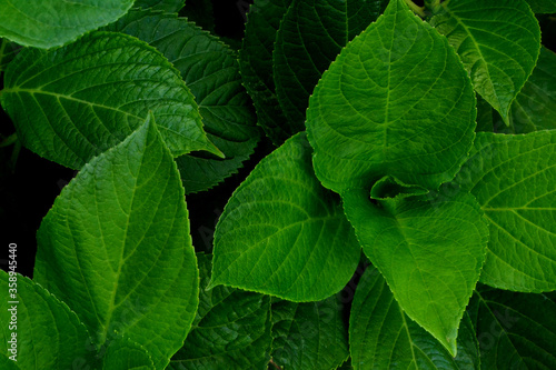 Foglie verdi di ortensia