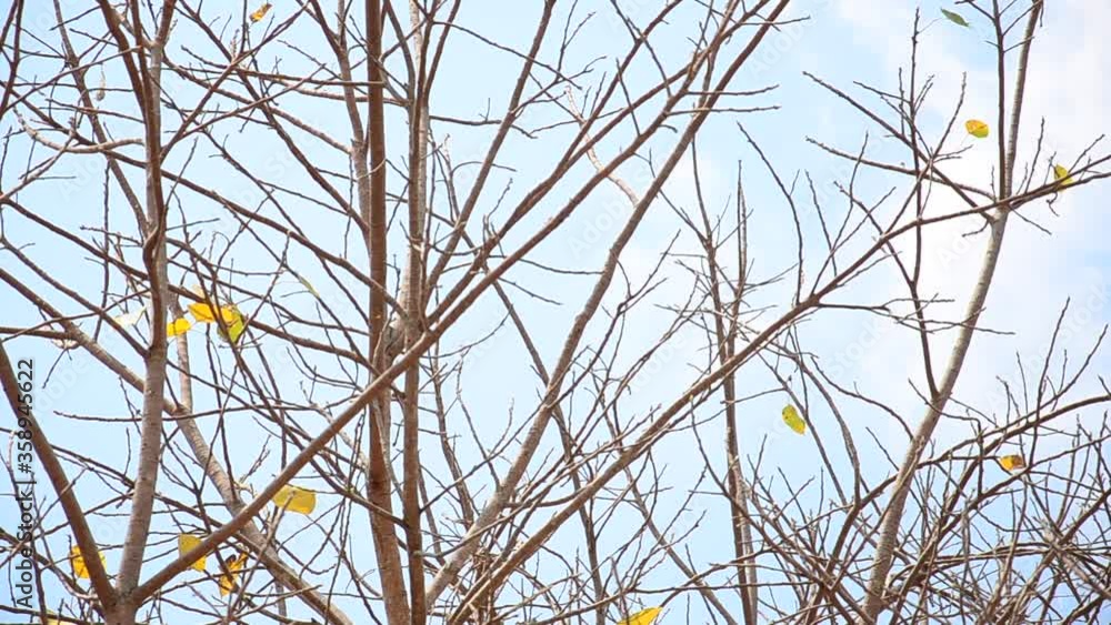 branches of a tree branches of a tree