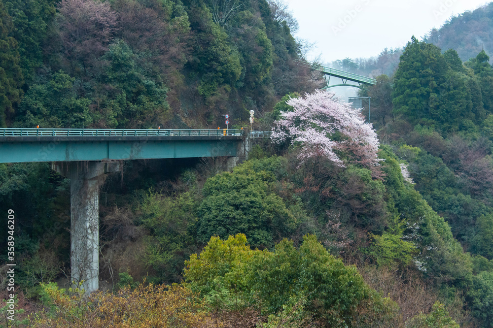 朝靄と桜が咲く山と青い道路