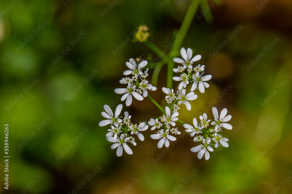 Nature's spring adventure, flowers and colors
Nature's spring adventure, flowers and colors