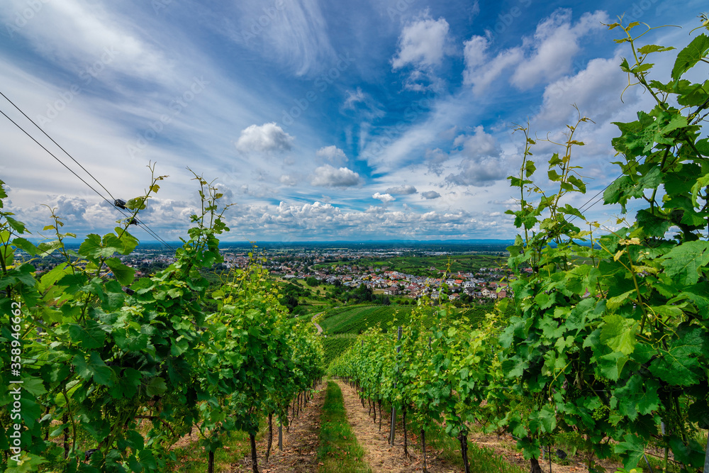 Green grapevine in Bühl, Black Forest, Germany, on a sunny summer day with a blue sky and beautiful white clouds