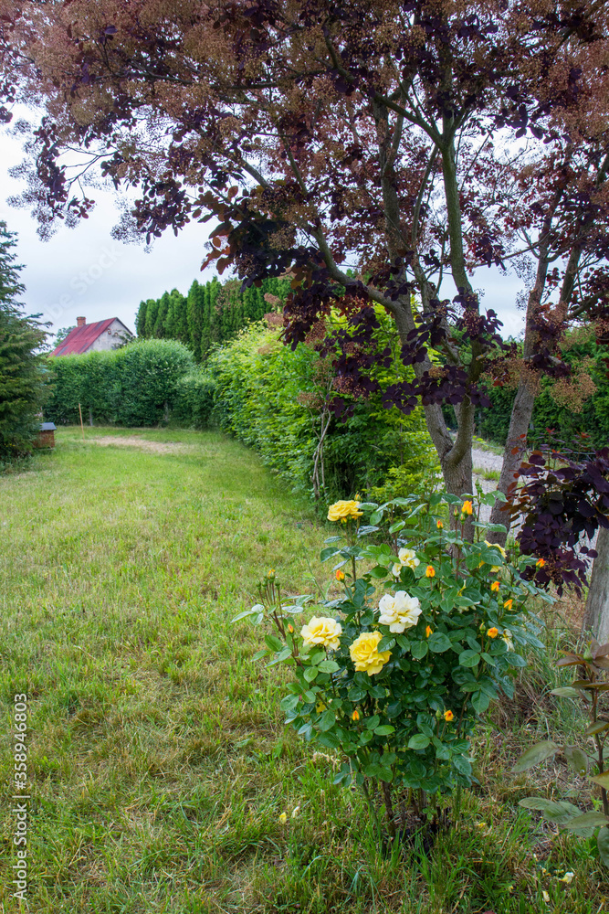 Rose bush with yellow flowers blooming growing in a garden under a smoketree