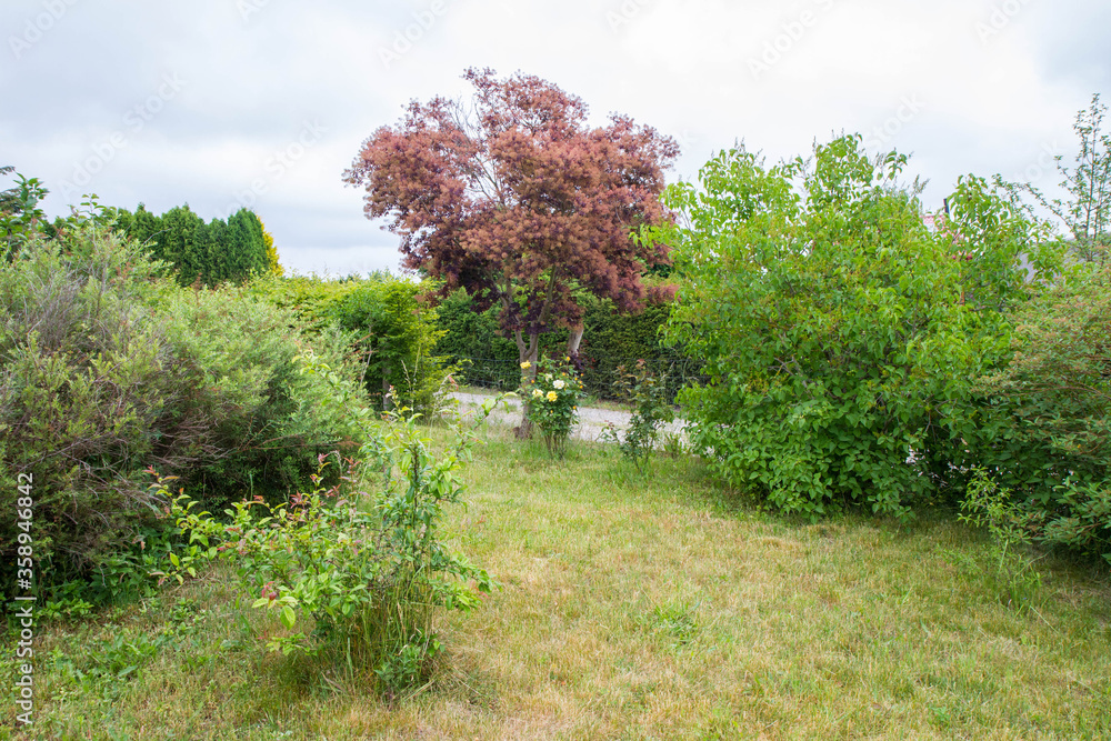 Rose bush with yellow flowers blooming growing in a garden under a smoketree Rose bush with yellow flowers blooming growing in a garden under a smoketree
