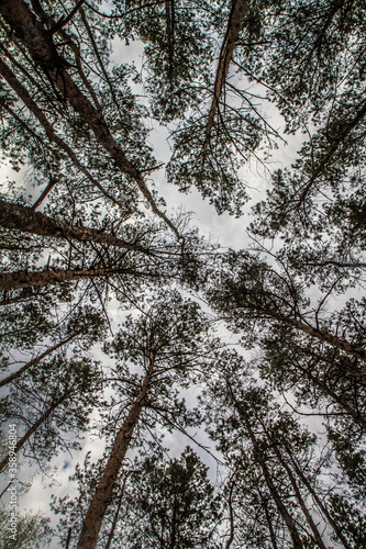 Pine trees in a forest seen upwards against the sky 