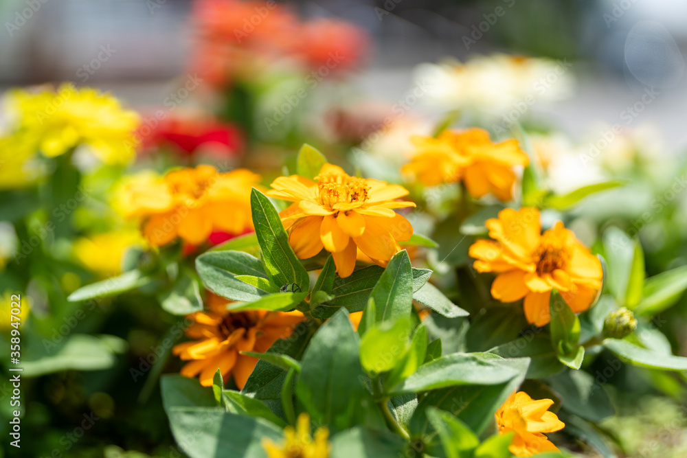 花
花