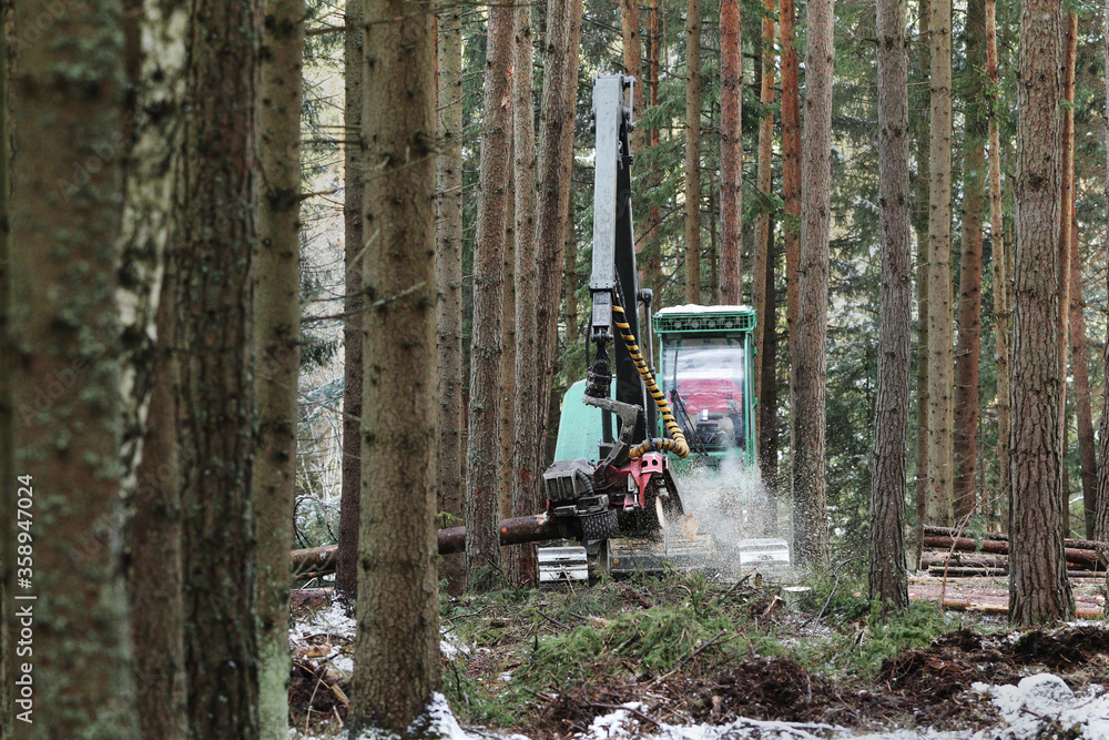 Combine harvester working in the forest. Close-up of a young forest stand. Machine on excavator chassis. Combine harvester working in the forest. Close-up of a young forest stand. Machine on excavator chassis.