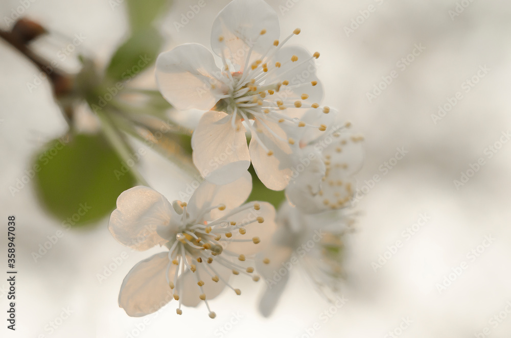 Fototapeta Kwitnące wiosenne drzewo