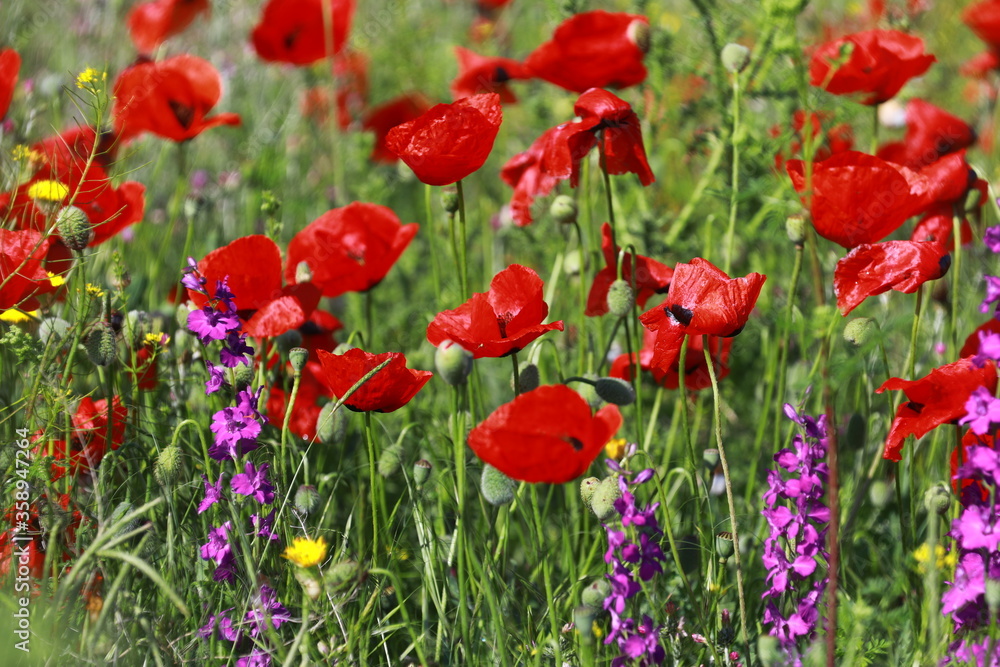 Nature's spring adventure, flowers and colors
Nature's spring adventure, flowers and colors