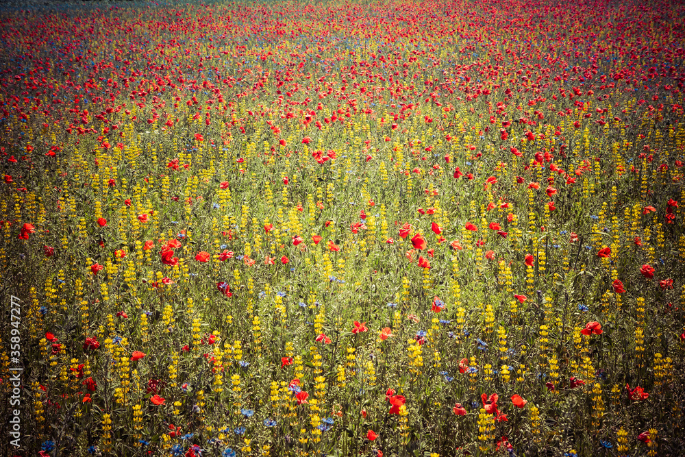 A Meadow with poppy flowers, centaurea flowers and lupine flowers blooming