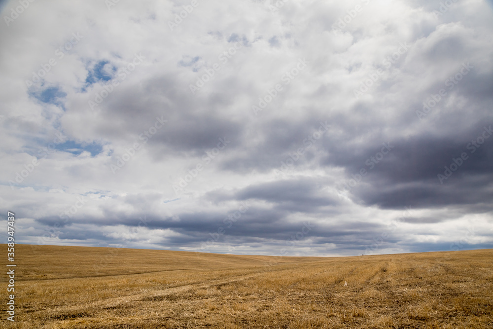 field with yellow grass in autumn in cloudy weather