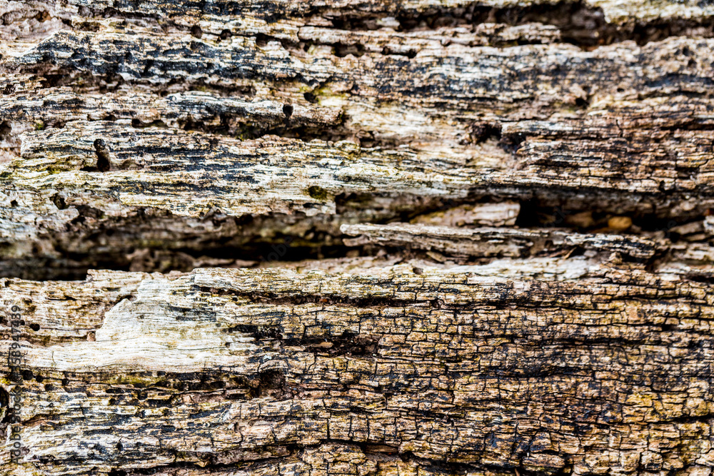 Background very old textured crack wood with lines. Background very old textured crack wood with lines.