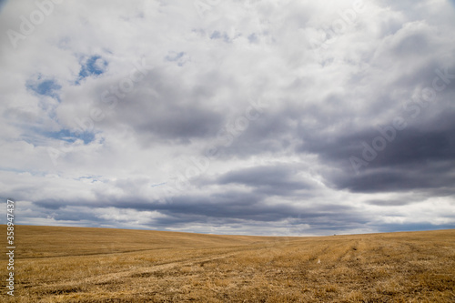 field with yellow grass in autumn in cloudy weather