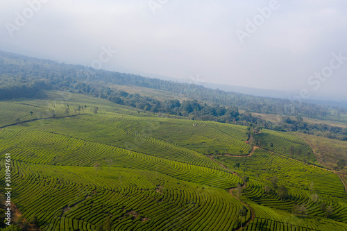 indonesia-plantage-nature-aerial