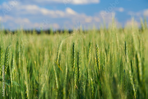 green wheat field on blue sky background