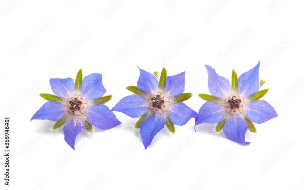 Borage isolated Borage isolated