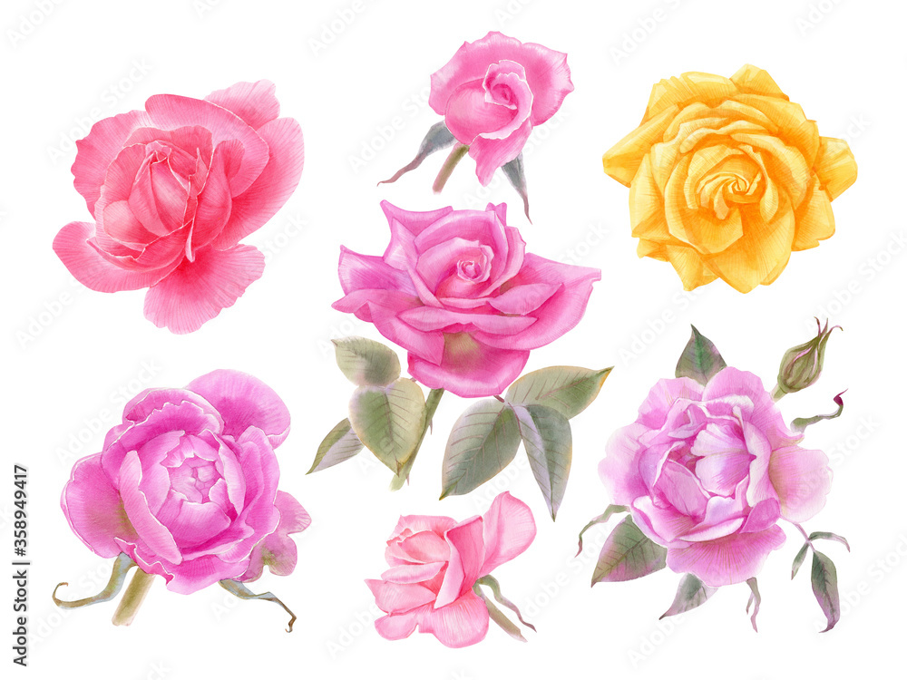 Hand drawn watercolor set of roses isolated on white. For posters, cards, invitations, wedding design. Hand drawn watercolor set of roses isolated on white. For posters, cards, invitations, wedding design.
