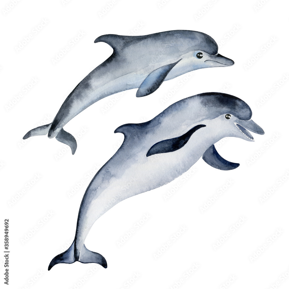 Fototapeta premium Two dolphins isolated on white background. Hand-painted watercolor illustration.