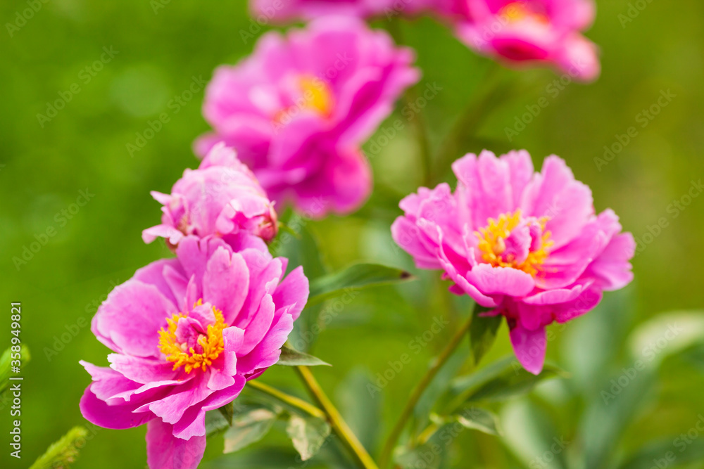 Amazing beautiful pink peonies in the garden. Blurred background. Close up. Space for a text. Amazing beautiful pink peonies in the garden. Blurred background. Close up. Space for a text.