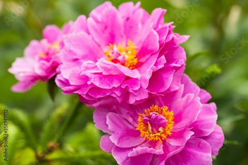 Amazing beautiful pink peonies in the garden. Blurred background. Close up. Space for a text. 