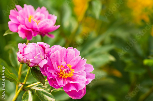 Amazing beautiful pink peonies in the garden. Blurred background. Close up. Space for a text. 