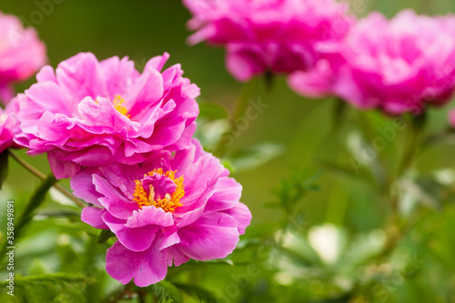 Amazing beautiful pink peonies in the garden. Blurred background. Close up. Space for a text.  © Daria Sol