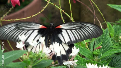 Papilio memnon Linnaeus. Great Mormon Butterfly feeding on nectar. Female. Nagasaki ageha. Closeup shot. 4K photo