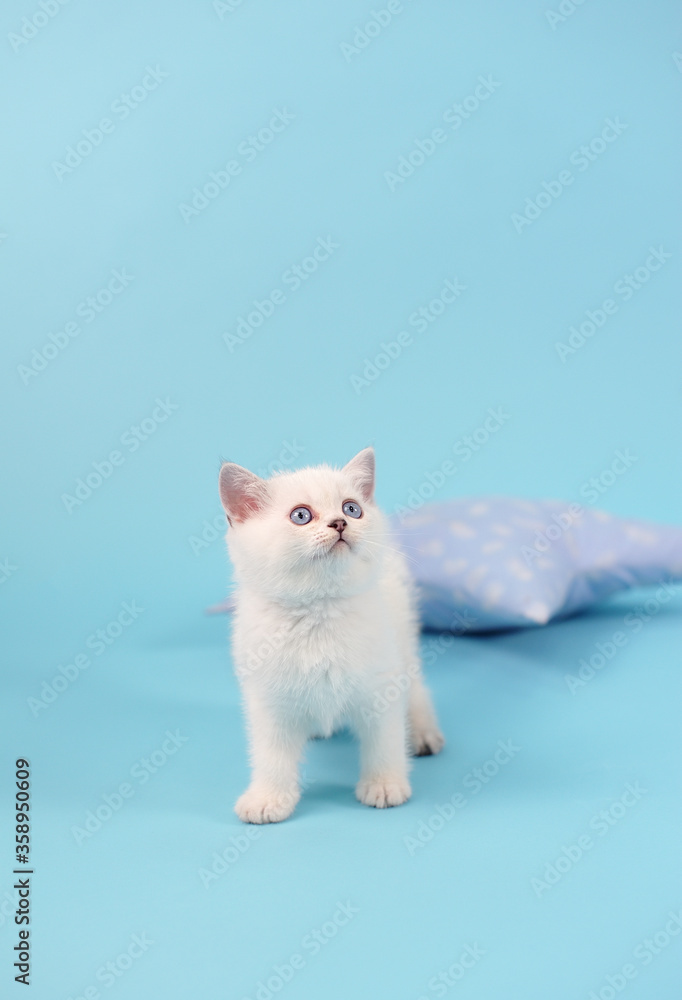 Fototapeta premium White fold Scottish breed kitten sits and looking up, studio photography on a blue background