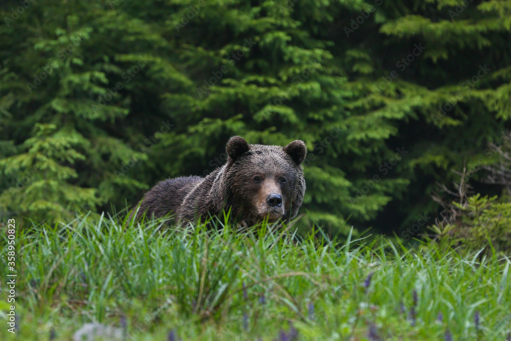 Fototapeta premium Magnificent male brown bear (ursus arctos) on meadow natural environment