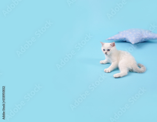 White fold Scottish breed kitten lies on a blue background next to the pillow  studio photography