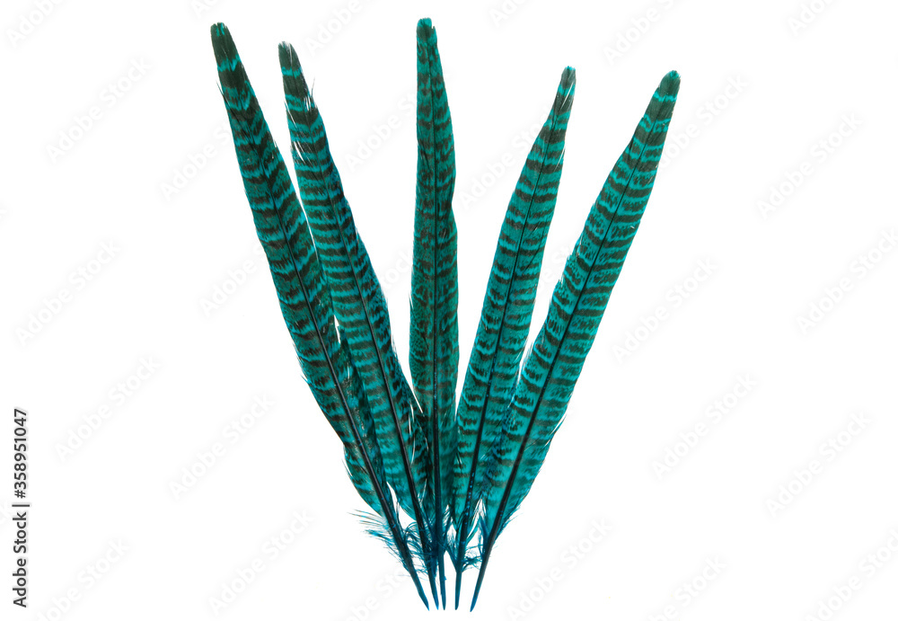 pheasant feather isolated pheasant feather isolated
