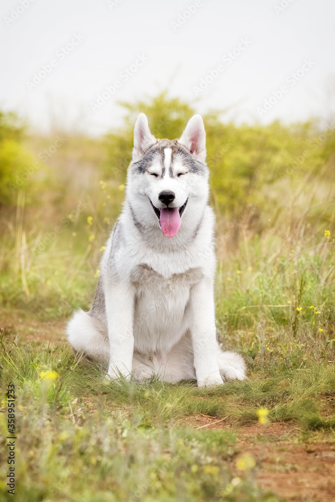 A young Siberian Husky is sitting at a pasture. The dog has grey and white fur; his eyes are brown. There is a lot of grass, green plants, and yellow flowers around him; the sky is grey..