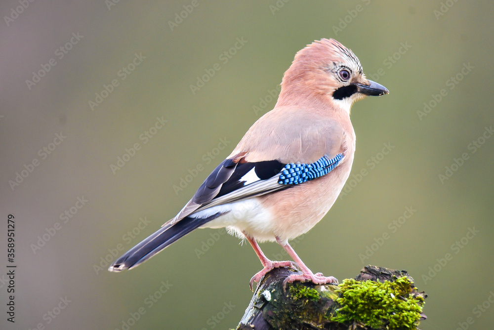Jay on a branch with moss Jay on a branch with moss