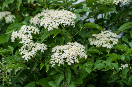 tiny cream white flowers at an elder shrub