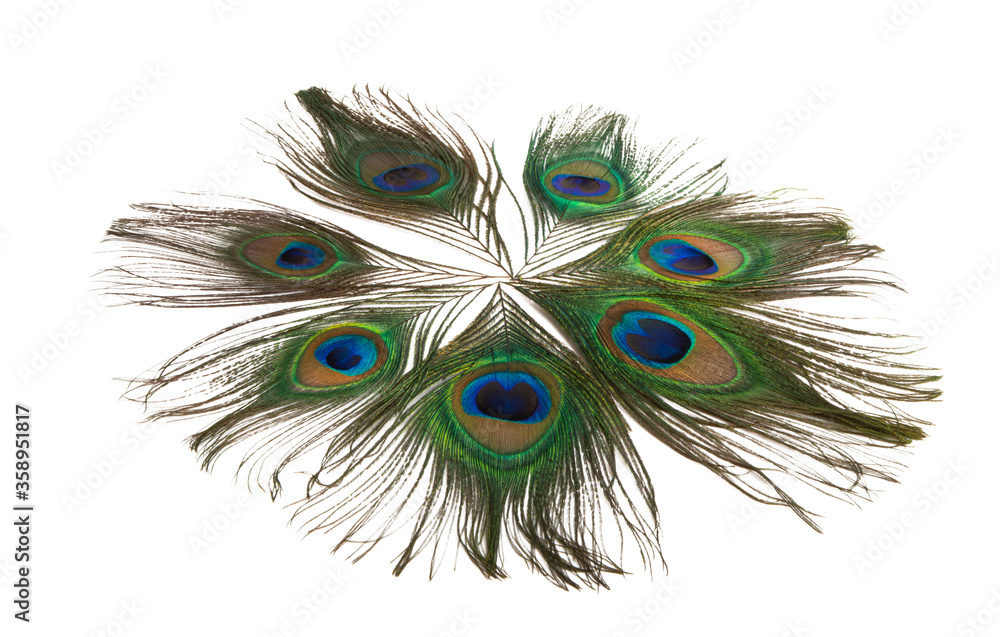 Obraz premium peacock feather with eye isolated