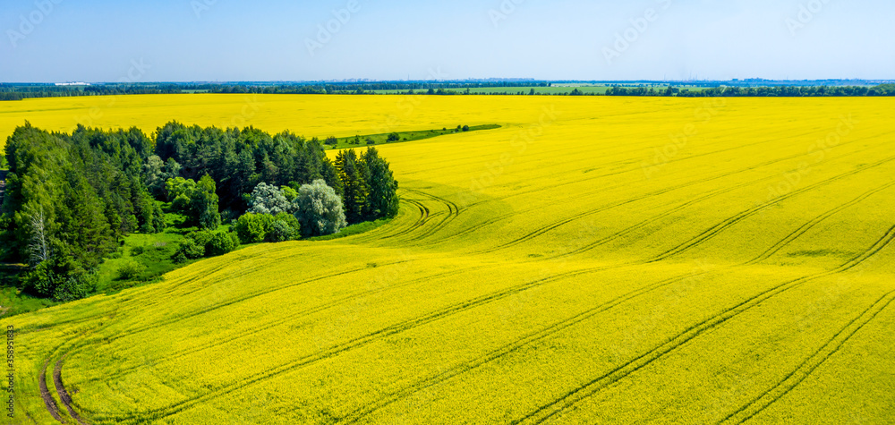 Aerial, in the middle of a field of flowering rapeseed is a small forest and a dirt road leading to it, yellow rapeseed flowers against the blue sky.