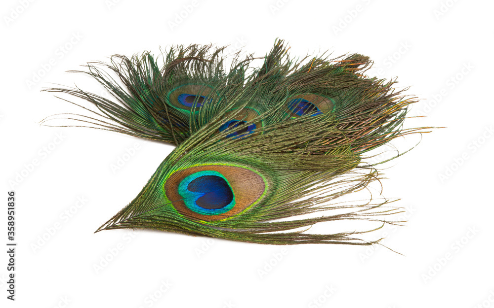 Obraz premium peacock feather with eye isolated