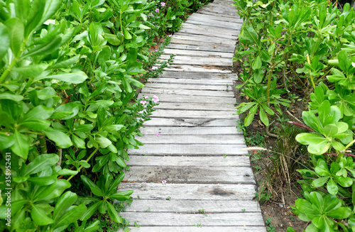 Wooden bridge walkway in garden with green leaves.