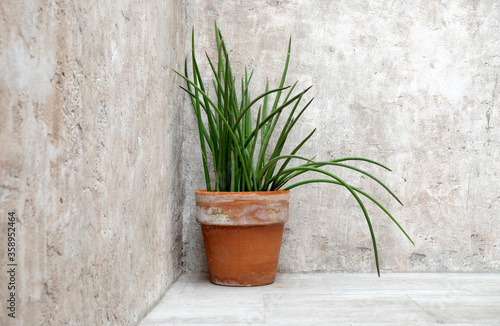 Fototapeta Naklejka Na Ścianę i Meble -  flower pot and old grungy texture, grey concrete wall outdoor background