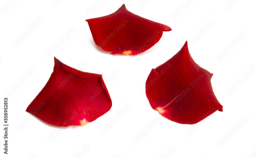 Fototapeta premium rose petals isolated
