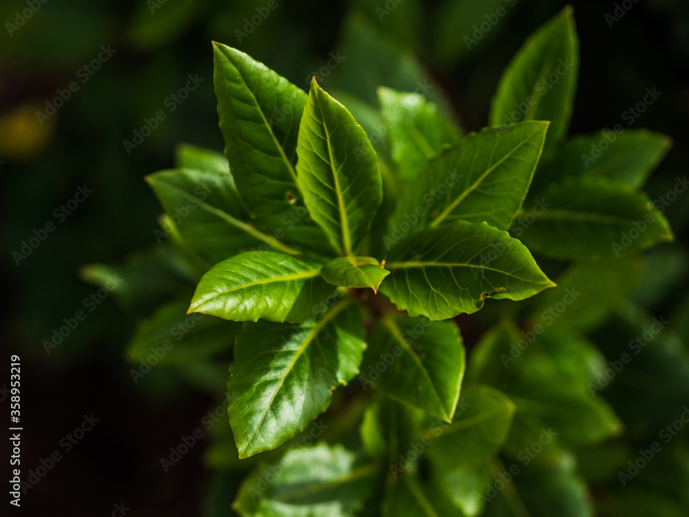 BAY LEAFS BAY LEAFS