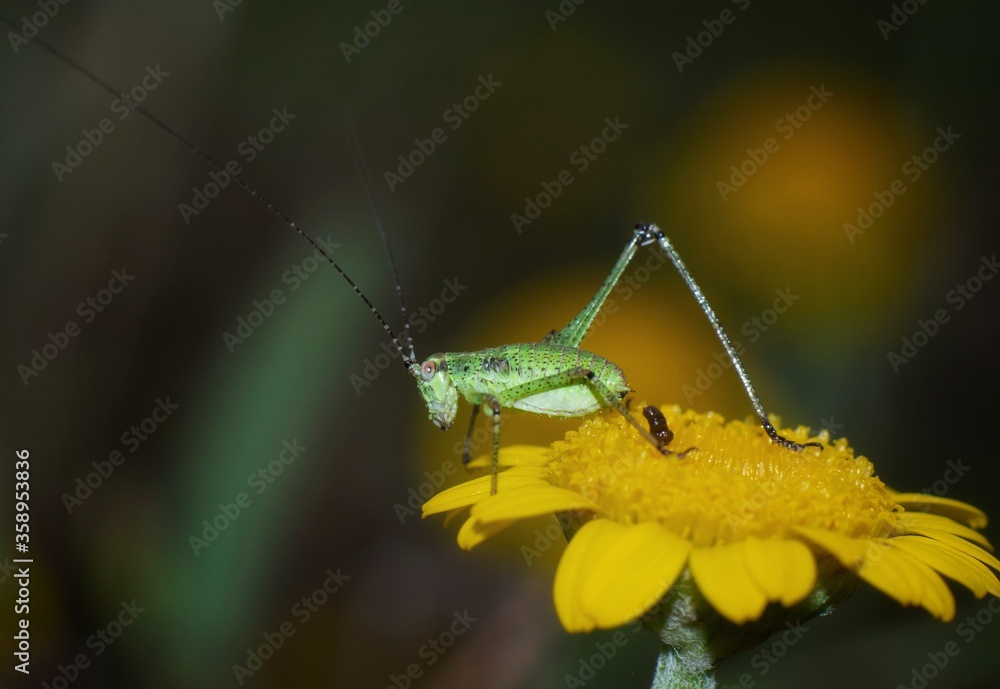 green cricket insect on a leaf green cricket insect on a leaf