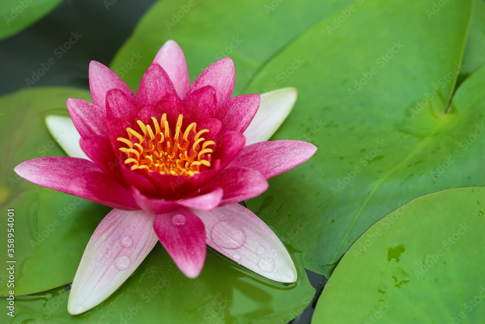 Beautiful pink lotus flower or waterlily in the pond Beautiful pink lotus flower or waterlily in the pond