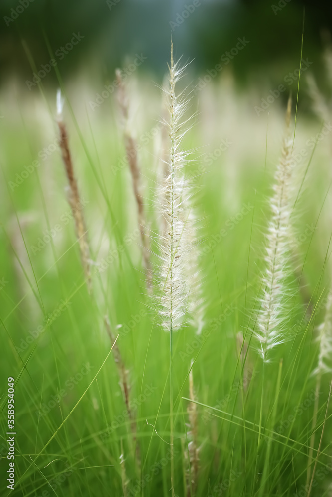 Feather Grass in the meadow inflates the wind. Needle Grass, Selective focus in the grass field